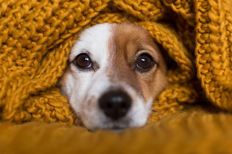 アロマは犬にも効果がある？